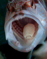 Обычный Cymothoa exigua, также называемый «мокрица, пожирающая язык»!
