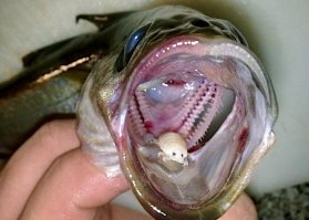Обычный Cymothoa exigua, также называемый «мокрица, пожирающая язык»!