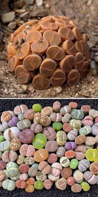 Вот оказывается как кофе растёт.