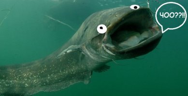 Занимательная анатомия с женских форумов