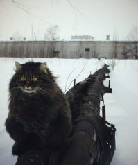 Выражение моськи - бесподобно!