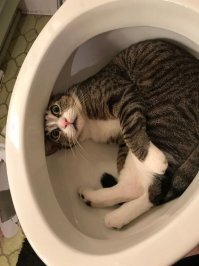 15 усталых котиков, которые любят спать в странных местах