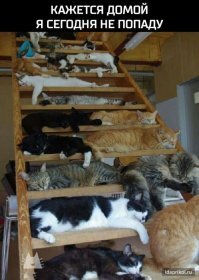 15 усталых котиков, которые любят спать в странных местах