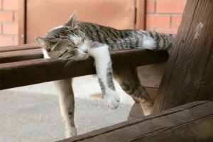 15 усталых котиков, которые любят спать в странных местах