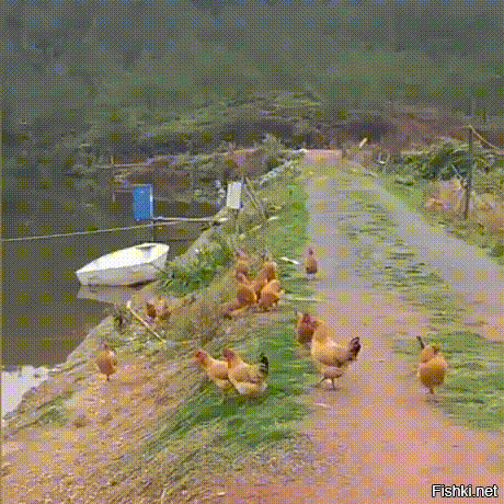 Петушня, ты берега попутала, здесь таких презирают!