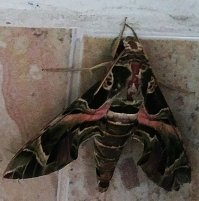 Вот такую 16-го мая сфоткал у себя в подъезде !!! Название - Бражник олеандровый !!!
Этот вид мотылька огромен . Размер примерно 45/50мм Х 50/55мм . Размах крыльев до 80-ти мм и более . Да ещё издаёт своеобразный писк при полёте .