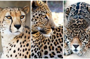 Гепард / Леопард / Ягуар