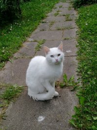 Согласен, на даче живёт, всегда приходит на запах шашлыков