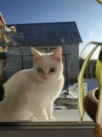 У родителей жены вот такой живёт. Это не такая уж редкость. Дворняжка