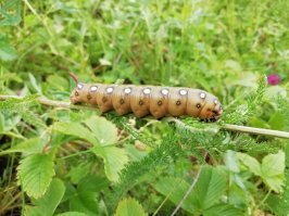 Их часто не замечают...но они есть 