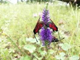 Их часто не замечают...но они есть 