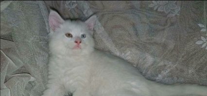 Братан нашего кота (к сожалению зарезервировать его раньше,я хотела забрать обоих) . Такие глаза это довольно частое явление.
Вот только про здоровье автор либо не знает либо недоговорил, потому что на ухо со стороны голубого глаза он скорее всего глухой. 
"Некоторые белые кошки страдают нарушением слуха, вызванным дегенерацией внутреннего уха. Это состояние часто сопровождается голубым цветом радужной оболочки глаз. Глухота может быть на оба уха или односторонней. У белых кошек могут быть голубые, жёлтые, зелёные или оранжевые глаза. Было установлено, что у полностью белых кошек с глазами разного цвета глухота бывает обычно в ухе, расположенном со стороны голубого глаза"