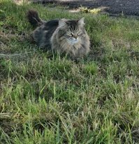 Совершенно любой кот это вполне себе котэто была просто констатация факта.
Да я к любым хорошо отношусь. Там где я живу нет дворянских котов есть метисы, но их тоже забираешь из семьи, просто оплата  чисто символическая.
Вот, кстати первого кота на улице встретила лет за 5, оттого и фото сделала) (на самом деле он мне просто очень понравился) , но это частный сектор, этот красавчик местный житель.