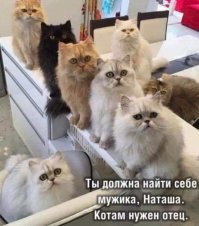 А эти котики не могут спать спокойно, пока живут в неполной семье : )))