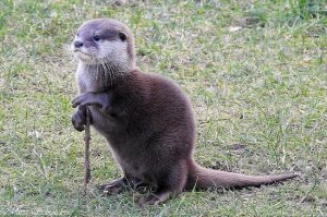 На ещё. Мудрая выдра