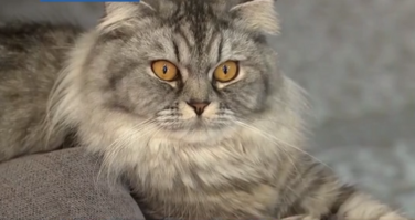 Судя по взгляду кота, он ох--л от такого новоселья, а сержант с женой сто пудов под дулом пистолета интервью даёт. Как-то нервно улыбаются. ХА-ХА