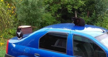 Вот мои подобрыши. На крыше - кошка. Подобрал 5 лет, назад, еще котёнком, 3-х месячным. 
Проезжая мимо деревни, на рыбалку, остановился набрать воды в колонке, чтоб руки можно было помыть. В 5-ти метрах, под кустами, услышал писк. Эта кошечка была в коробке из под обуви. Забрал на обратном пути, когда с рыбалки возвращался. Дал воды в крышке из под йогурта, и маленький кусочек в/к колбасы, который исчез за 5 секунд. Ну и приехали домой. На следующий день - повез в ветеринарку. Оказалось что кошка не слышит (уши были сильно забиты грязью), и было тьма клещей, как обычных (мелких, красных, размером с половину спичечной головки), так и ушных. Дали спецжидкость, и за неделю вывел эту гадость.
На багажнике - кот. Сам пришел через чердак, 3 года назад, и тоже в возрасте 3-4 месяца. Живу на 9-м этаже. Выхожу на работу, в 6 утра, этот ходит возле двери и орёт (дверь на чердак монтажники не закрыли). Вынес мелкое блюдце с водой и насыпал немного корма. Ушел. Прихожу вечером, а на площадке консилиум из соседей - что делать с кошаком. Ну ни кто забирать особо не хотел, хотя всем его жалко. Забрал. Отвез в ветеринарку, оказалось что кота выкинули совсем недавно, и он явно был в квартире (не уличный). Никаких паразитов и болезней, т/е - чистый, ну поголодал немного, пару-тройку дней.
Теперь эта черная мафия везде нас сопровождает, что на даче, что в квартире. Иногда хулиганят, за что могу дать разгон, но всё в пределах приличия. И да, оба кастрированы.