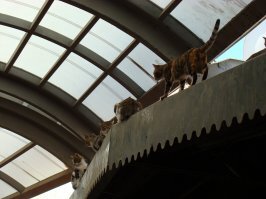 Прикольные и смешные картинки