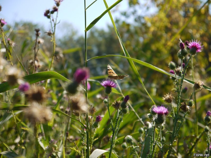 Их часто не замечают...но они есть 