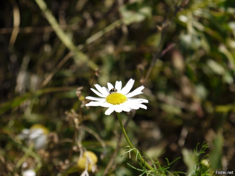 Их часто не замечают...но они есть 
