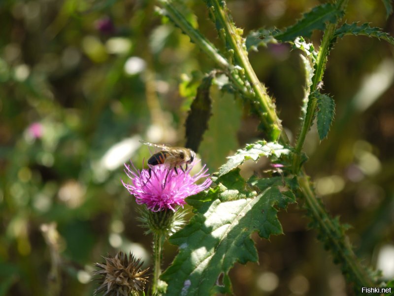 Их часто не замечают...но они есть 