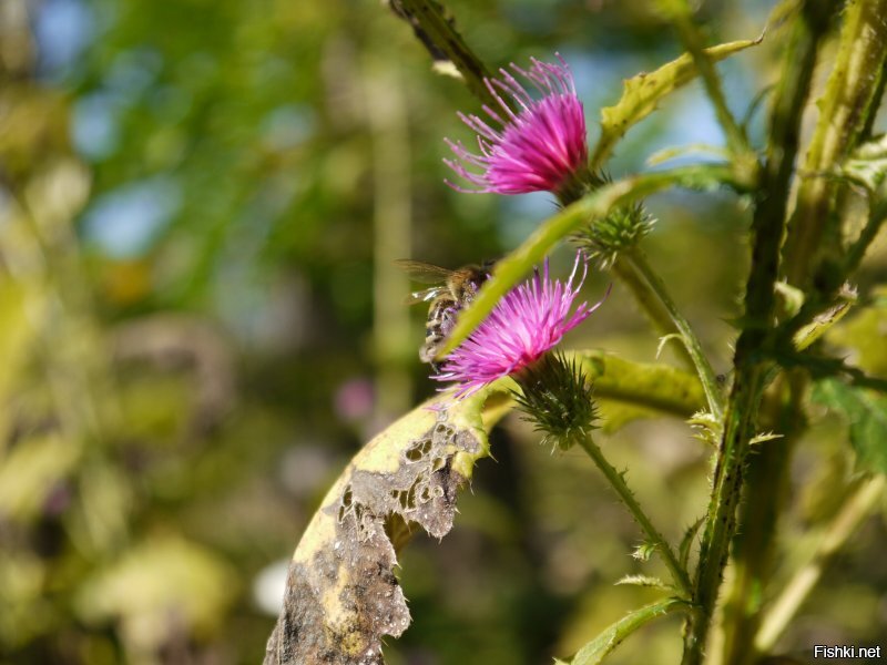 Их часто не замечают...но они есть 