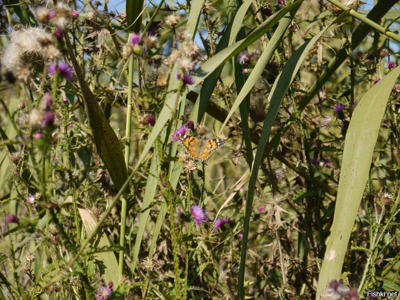 Их часто не замечают...но они есть 