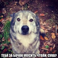 Мэр Алушты пожелала сдохнуть собакам нарушителей самоизоляции