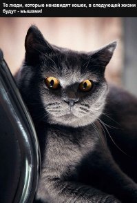 В тридцатиградусный мороз на улице сидела испуганная кошка, которую выгнали из дома