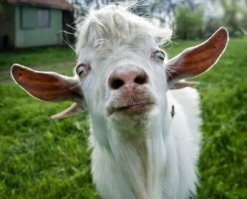 Оговорка телеведущей вызвала бурю смеха