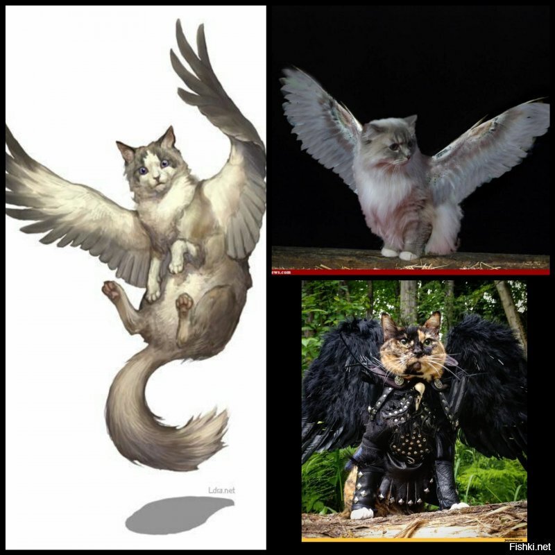 И про котов.