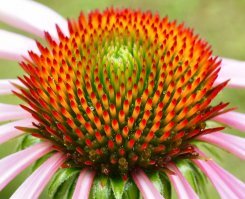 Еще макрополтинник. Да, расстояние - чуть не вплотную. Что не радовало и привело к смене на макросотку.  Полтинник хорош для цветов и предметки. Для насекомых уже не очень, а пугливых нереально совсем снимать.