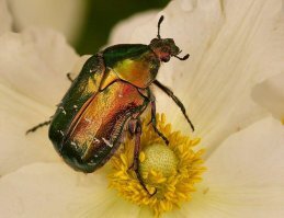 Их часто не замечают...но они есть 