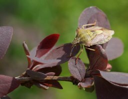 Нет. С рук. Sony A65 + Sony 100/2.8 Macro. Диафрагма 8. ISO, как правило, 200, редко 400. Расстояние - обычно - где-то с полметра, стрекозы/бабочки подальше, пугаются, где-то метр и более. Освещение - обычное, дневное, видно же, что нет яркого солнца. 
Для сравнения - аппарат тот же, стекло Minolta 50/2.8 Macro, диафрагма 8, ISO 200,  с рук.