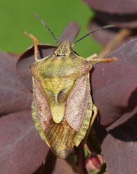 Нет. С рук. Sony A65 + Sony 100/2.8 Macro. Диафрагма 8. ISO, как правило, 200, редко 400. Расстояние - обычно - где-то с полметра, стрекозы/бабочки подальше, пугаются, где-то метр и более. Освещение - обычное, дневное, видно же, что нет яркого солнца. 
Для сравнения - аппарат тот же, стекло Minolta 50/2.8 Macro, диафрагма 8, ISO 200,  с рук.