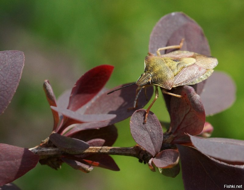Нет. С рук. Sony A65 + Sony 100/2.8 Macro. Диафрагма 8. ISO, как правило, 200, редко 400. Расстояние - обычно - где-то с полметра, стрекозы/бабочки подальше, пугаются, где-то метр и более. Освещение - обычное, дневное, видно же, что нет яркого солнца. 
Для сравнения - аппарат тот же, стекло Minolta 50/2.8 Macro, диафрагма 8, ISO 200,  с рук.