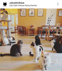 А вот сюда хочется зайти не только из-за названия. Заядлым кошатникам и не только. Вильнюс.