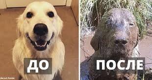 30 собак, которых просто не узнать после стрижки