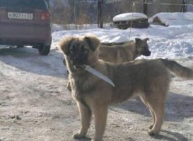 Кавказцы такие кавказцы...
