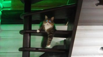 и вам доброе утро))) а вот мой усато полосатый)))