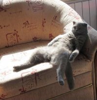 Кошки, которые научились вести себя как люди