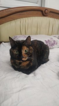 моя (чепуха) Эмили. ходит в гости к собаке на этаж выше. не через подъезд, а через кухонный шкаф-козырёк и наверх. соседи уже шугаться перестали. и вообще эта Спотти очень на мою Чепуху похожа. или мне кажется?