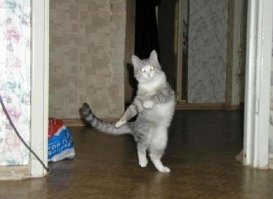 Кошки, которые научились вести себя как люди