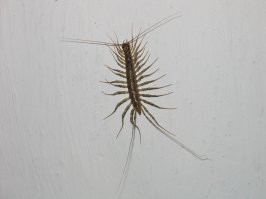 Их часто не замечают...но они есть 