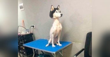 30 собак, которых просто не узнать после стрижки