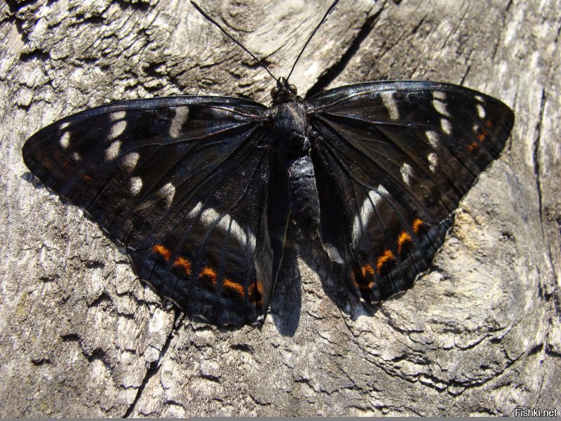 Моё. Тоже извЕняйте  ...