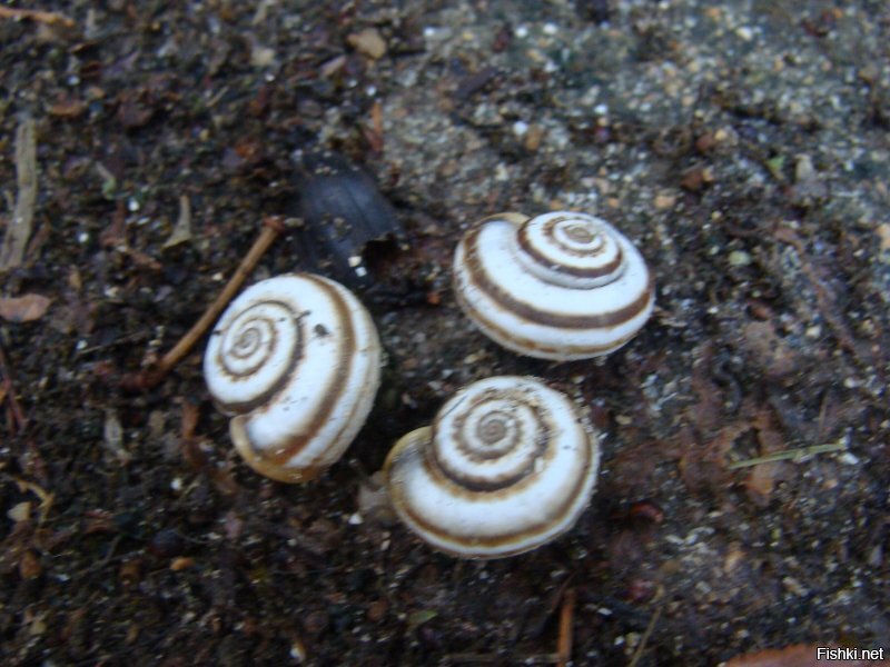 Моё. Тоже извЕняйте  ...