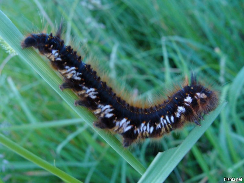 Моё. Тоже извЕняйте  ...