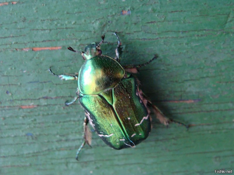 Моё. Тоже извЕняйте  ...