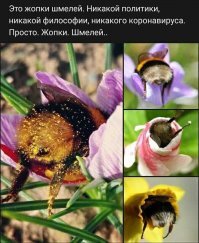 Шмель: Пчёлы из параллельной вселенной. Скрытые от человека законы гнезда